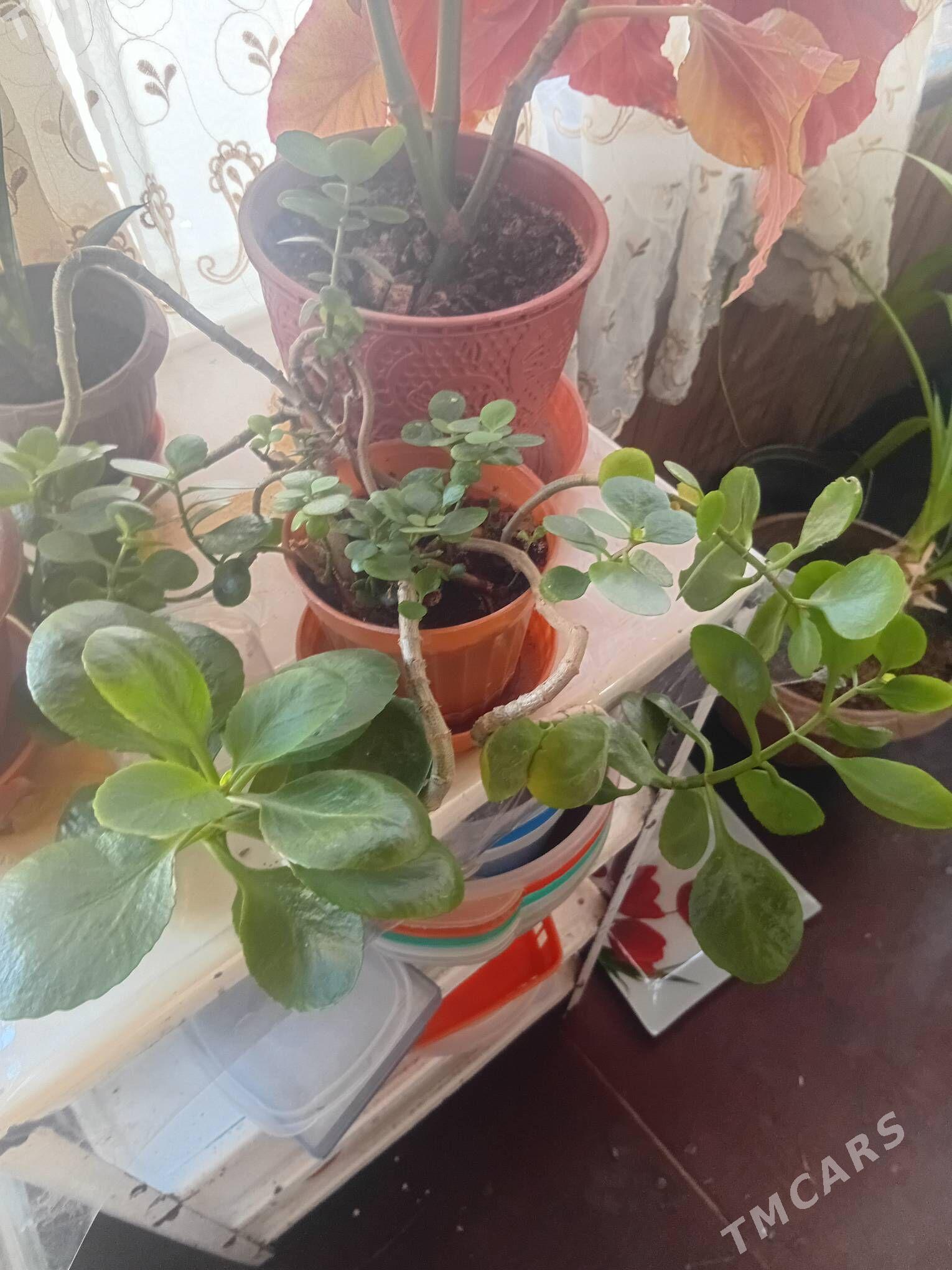 комнатные цветы - Aşgabat - img 1