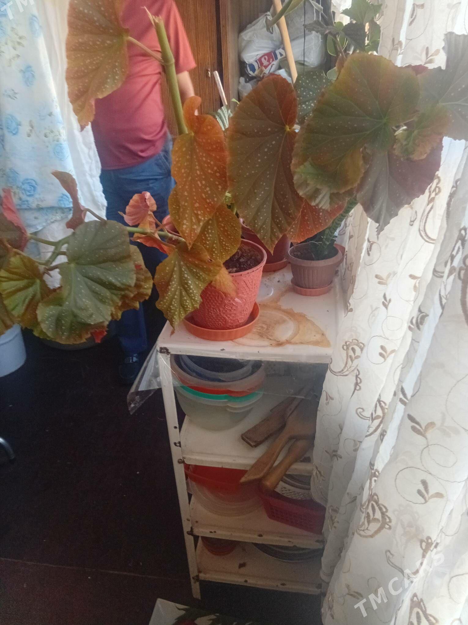 комнатные цветы - Aşgabat - img 3