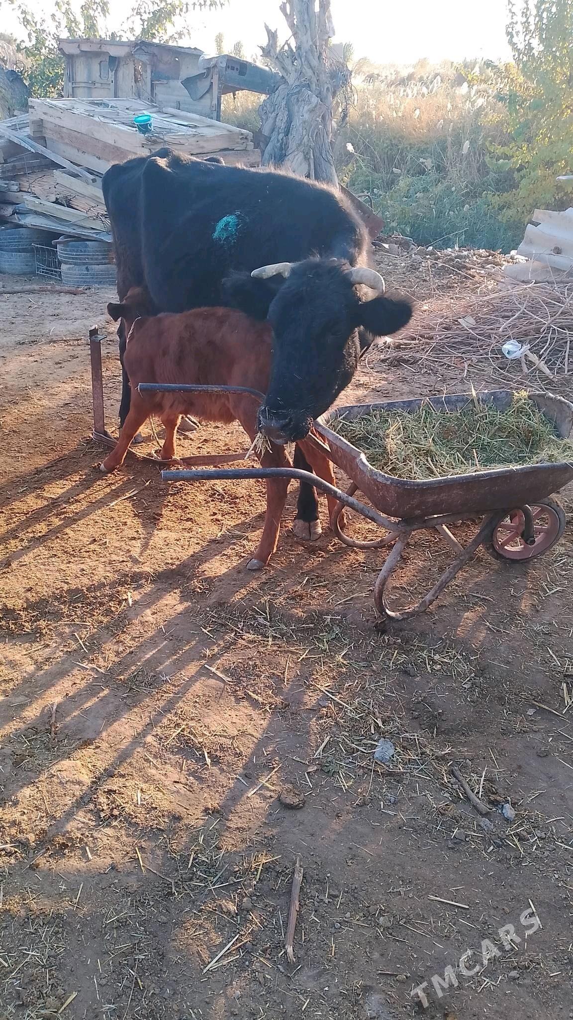 goleli sygyr - Байрамали - img 3