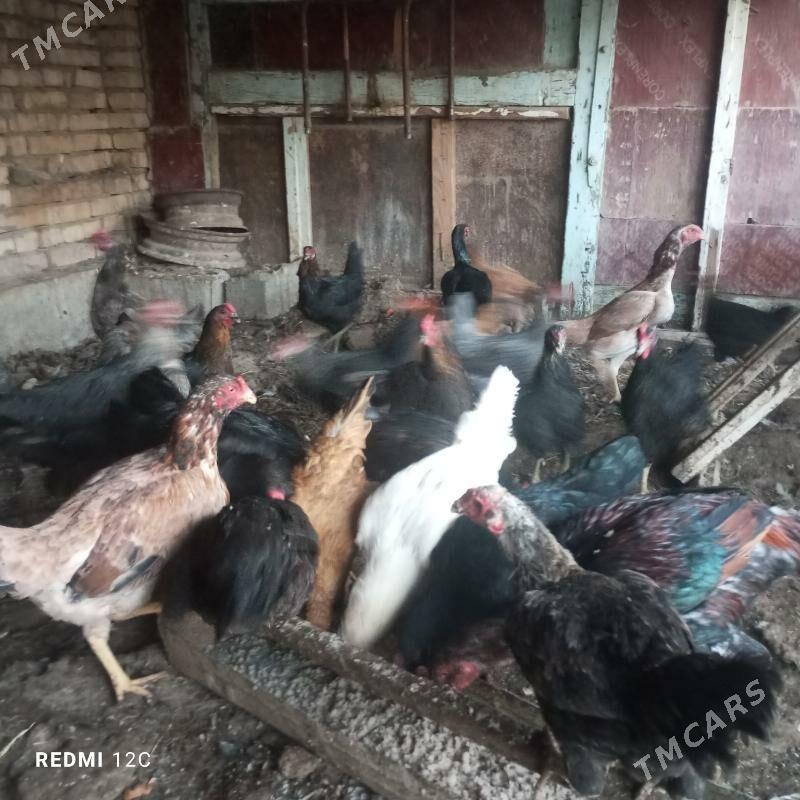 parodny towuklar - Çärjew - img 1