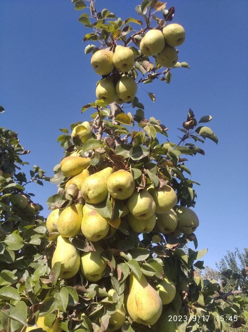 Miweli we miwesis bag nahalary - Aşgabat - img 6