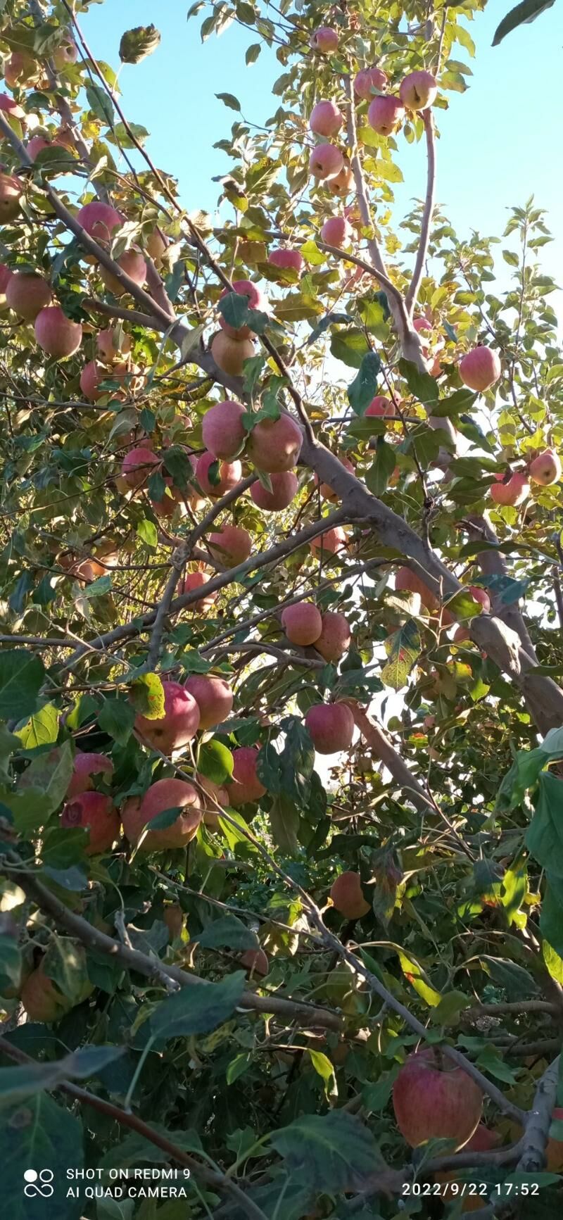 Miweli we miwesis bag nahalary - Aşgabat - img 7