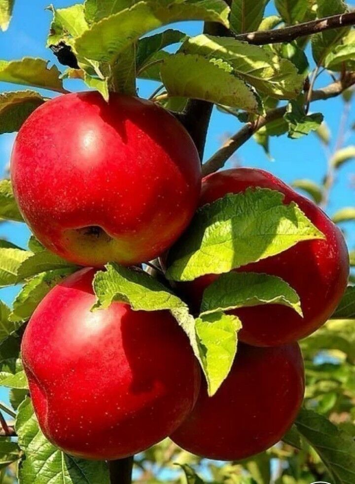 Miweli we miwesis bag nahalary - Aşgabat - img 3