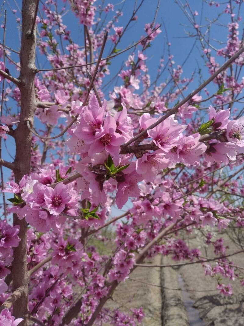 Miweli we miwesis bag nahalary - Aşgabat - img 8