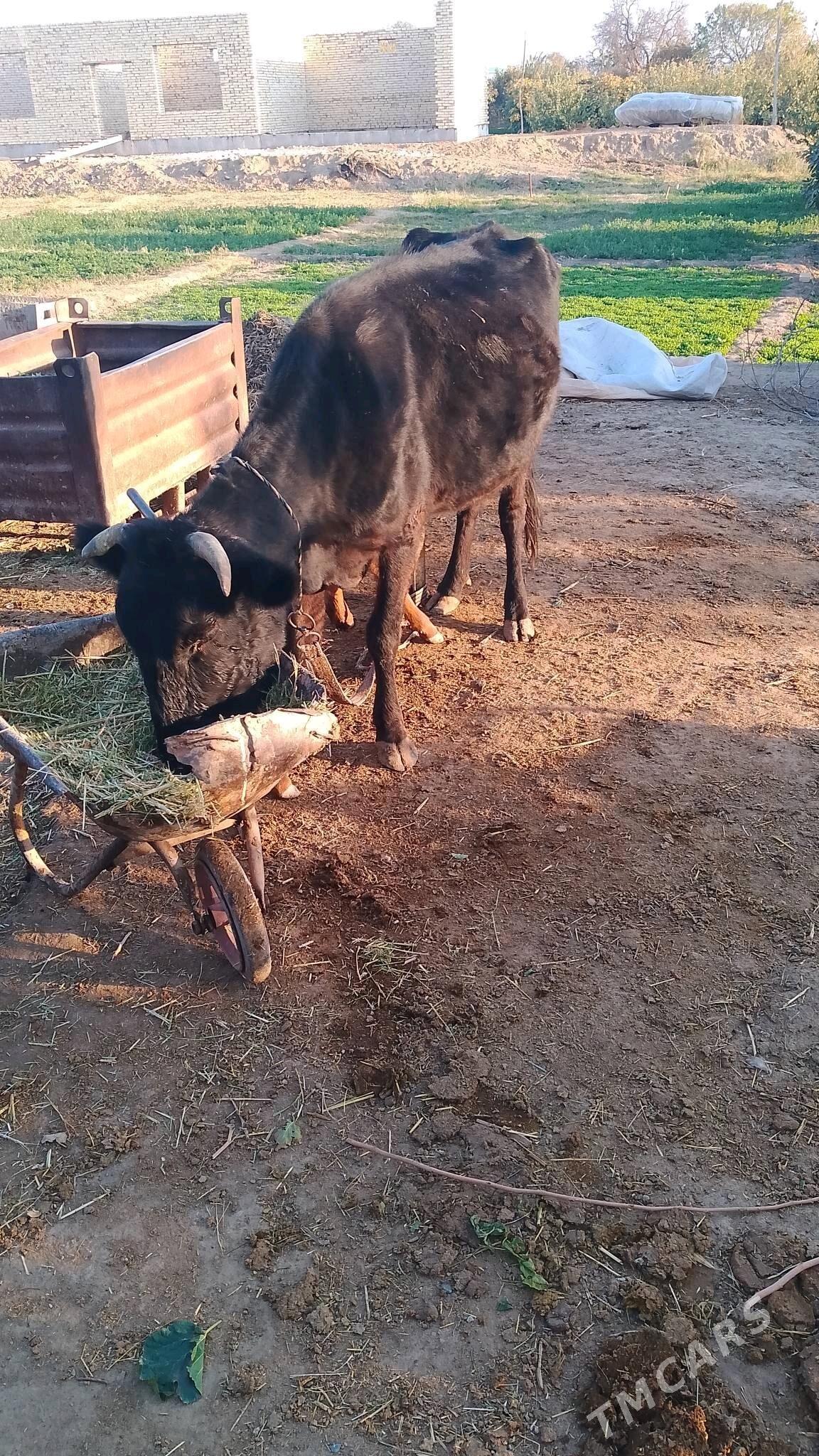 goleli sygyr - Байрамали - img 4