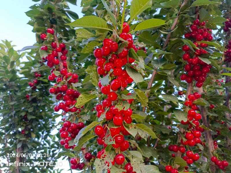 Miweli we miwesis bag nahalary - Aşgabat - img 5