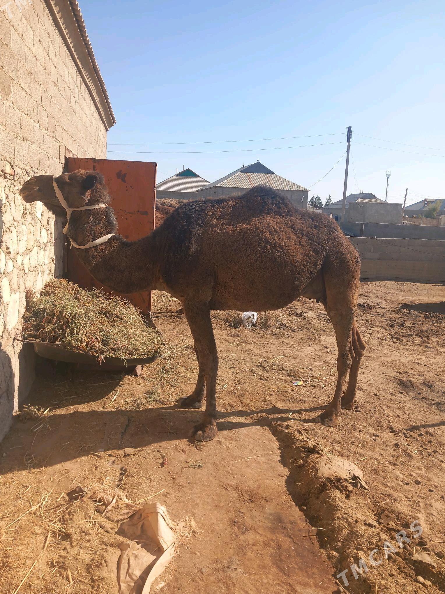 Duye - Gumdag - img 2