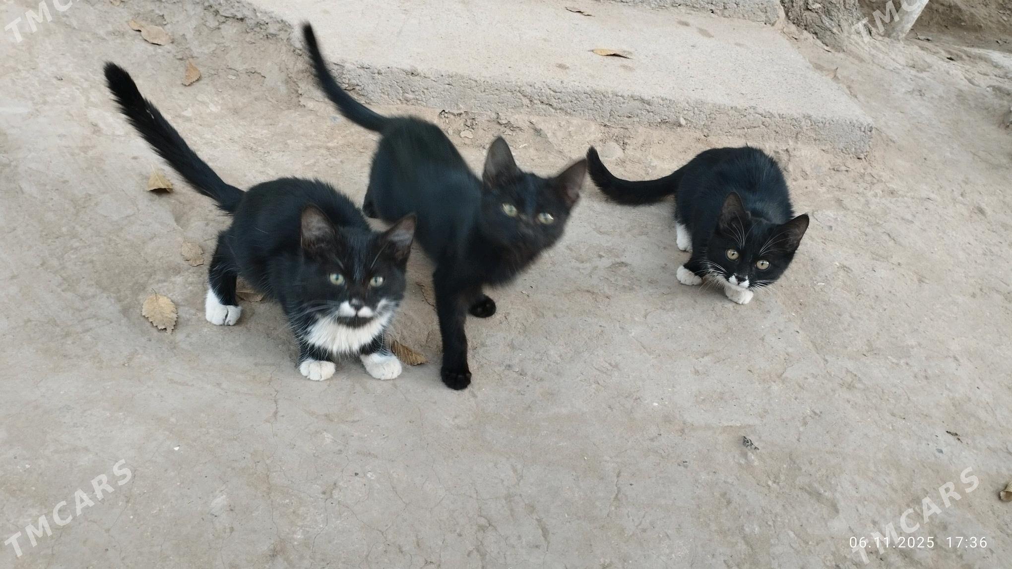 pişijek - Мургап - img 1