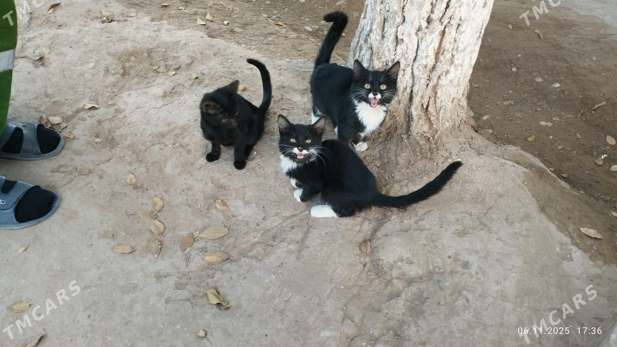 pişijek - Мургап - img 3