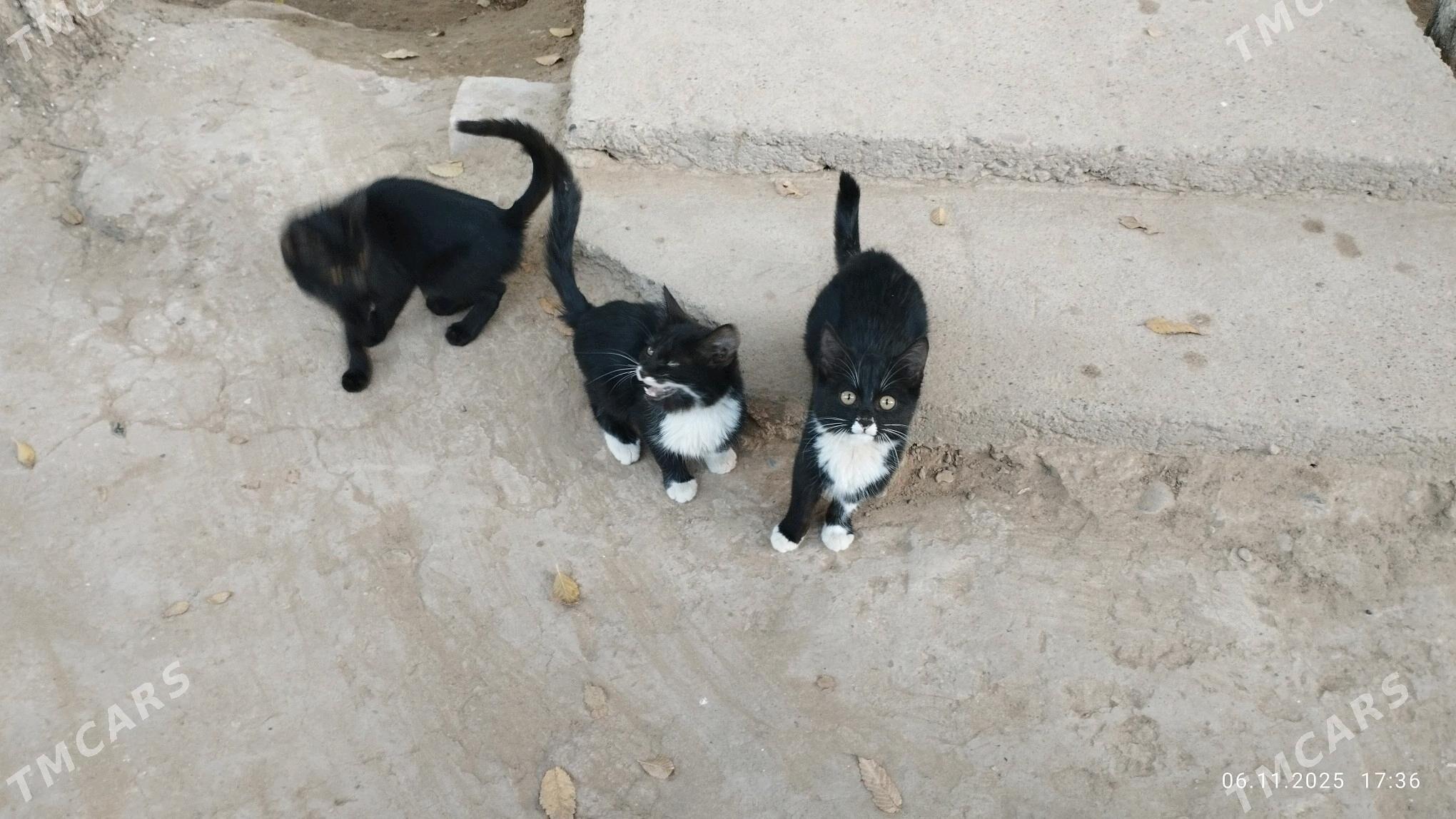 pişijek - Мургап - img 2