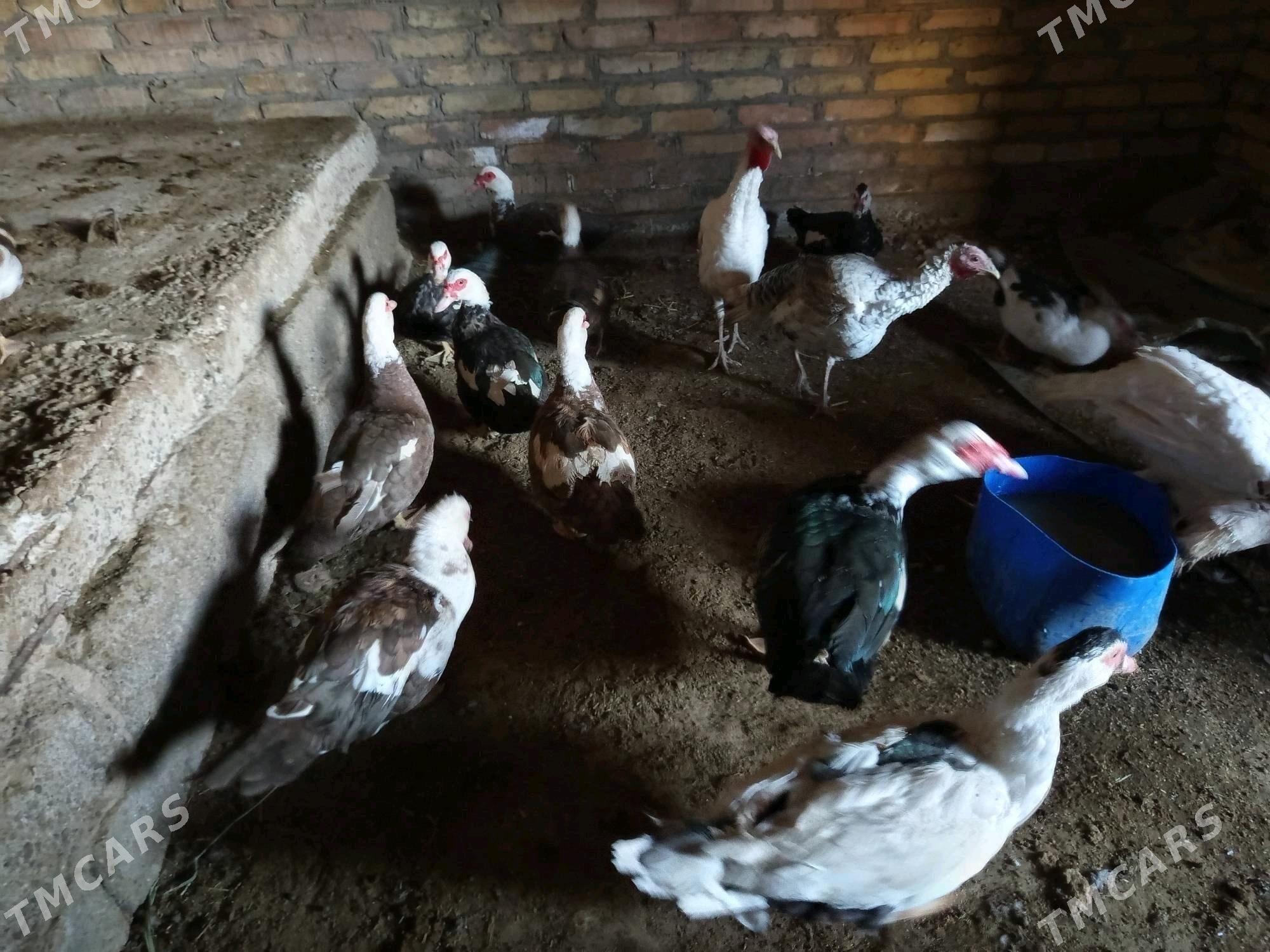 матка ордеклер - Türkmenabat - img 4