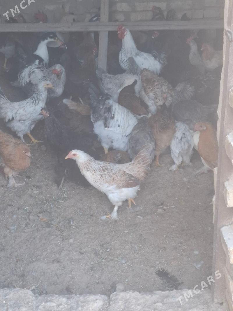 Towuk - Мары - img 3