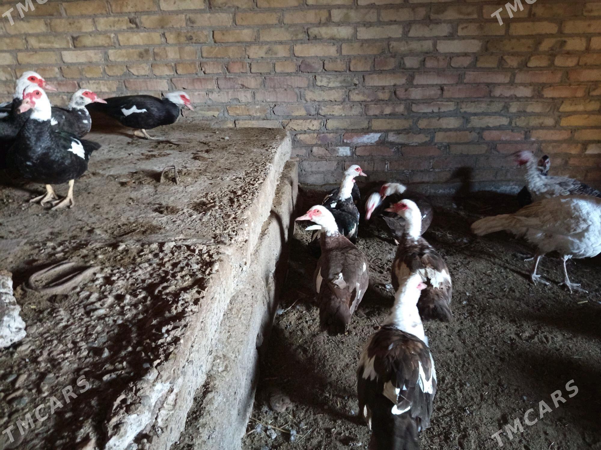 матка ордеклер - Türkmenabat - img 2