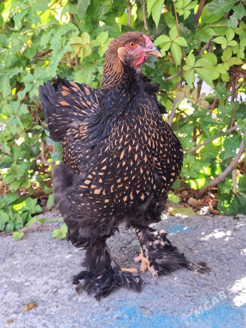 brama - Aşgabat - img 1