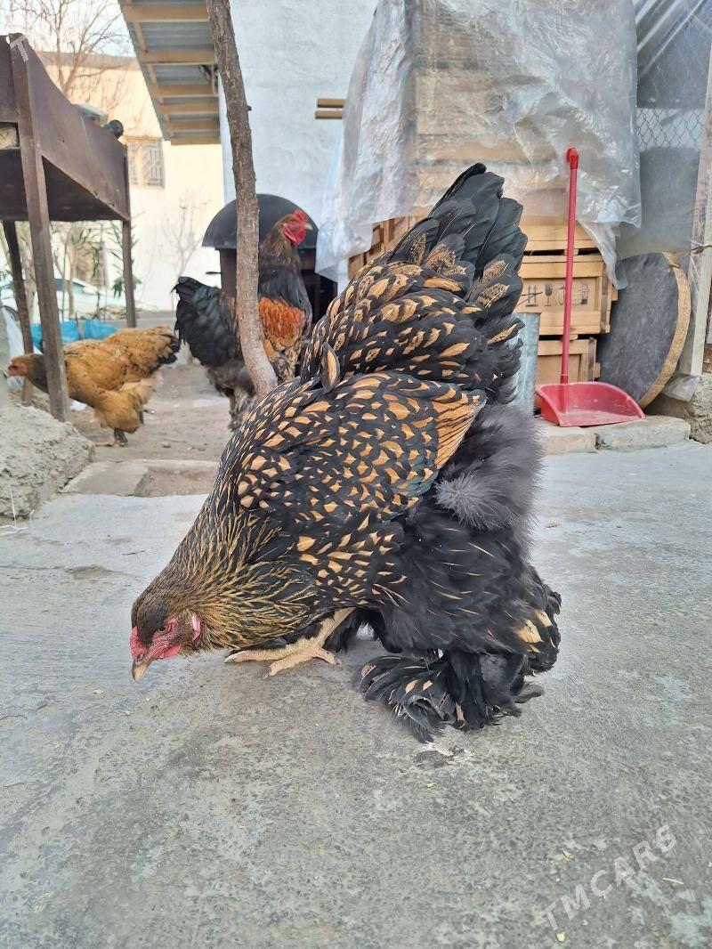 brama - Aşgabat - img 3