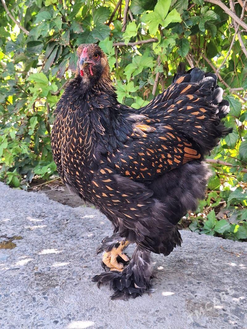 brama - Aşgabat - img 2