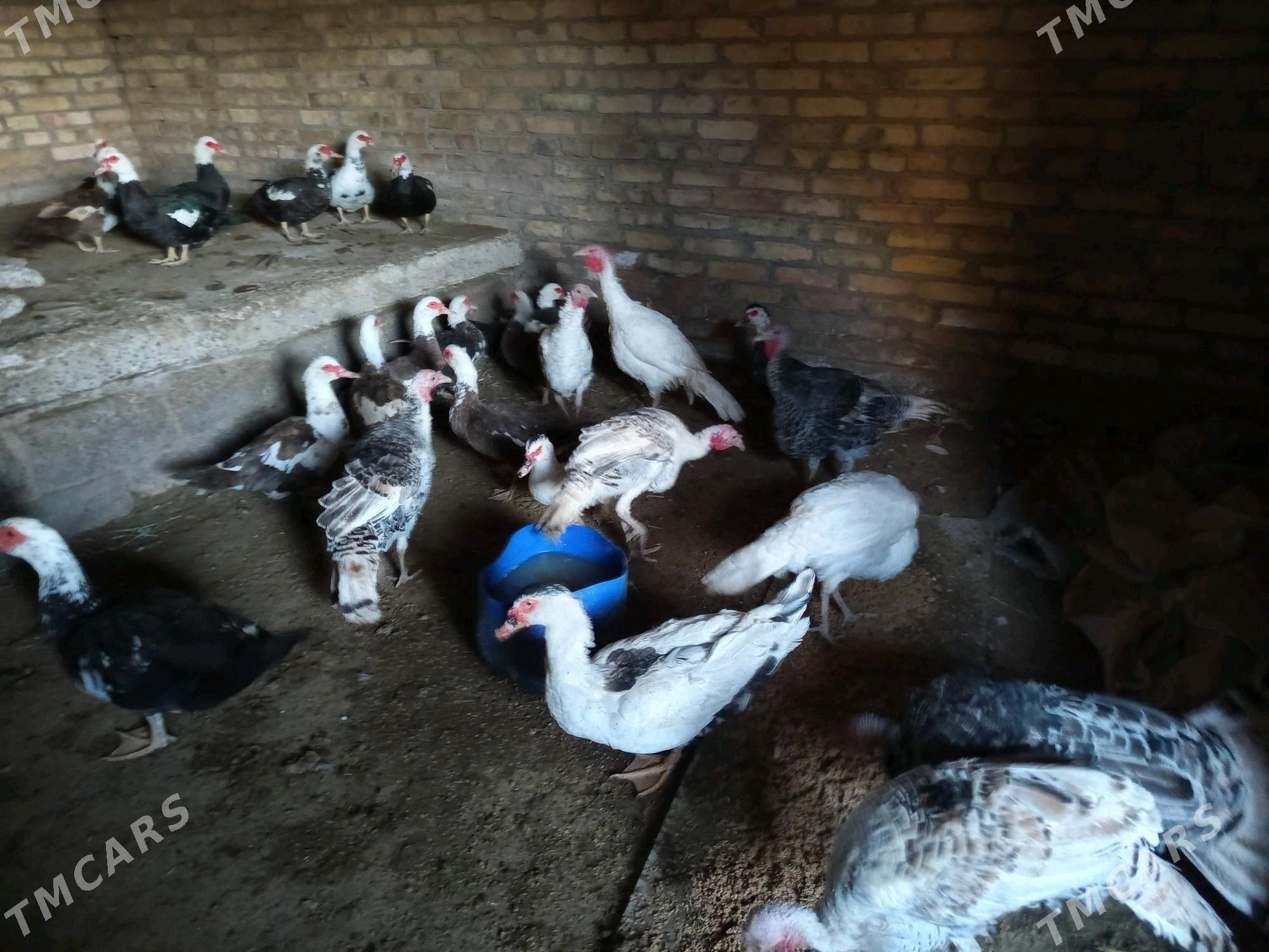 матка ордеклер - Türkmenabat - img 1