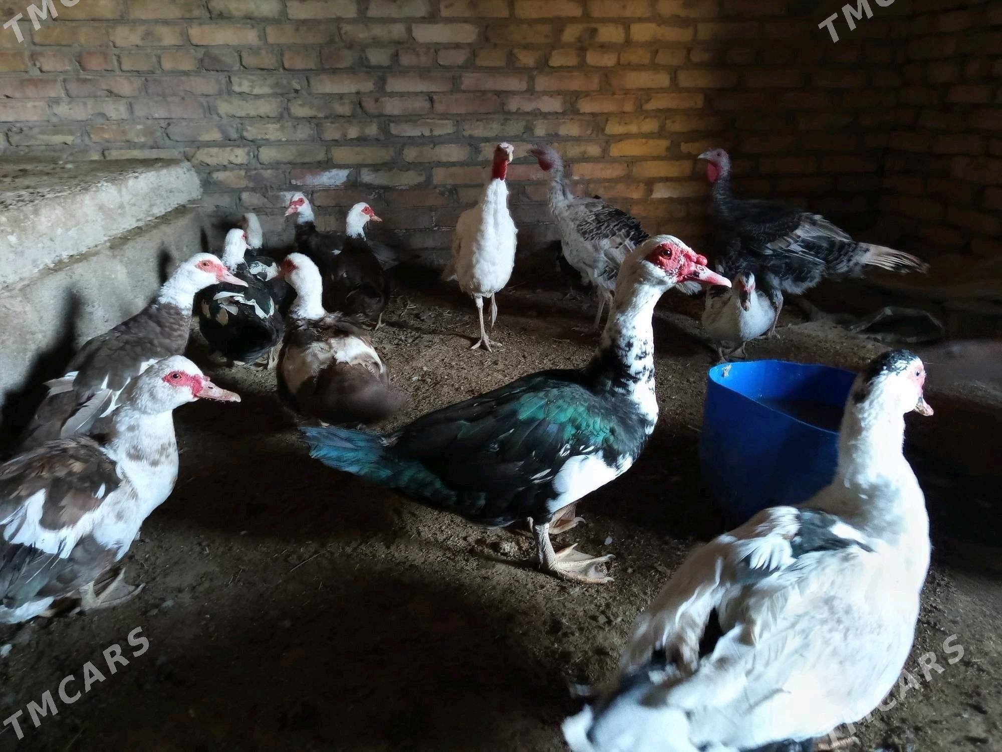 матка ордеклер - Türkmenabat - img 3