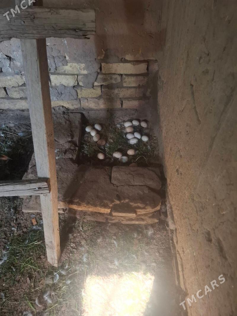 Towuk - Мары - img 4