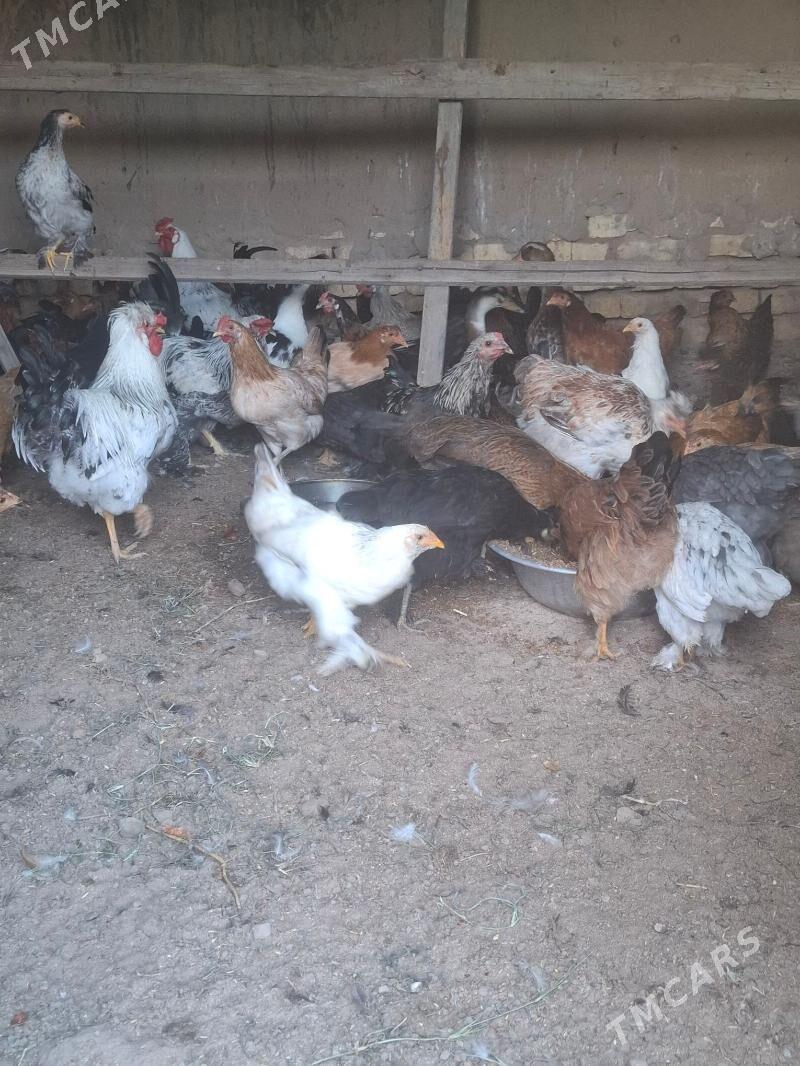 Towuk - Мары - img 2