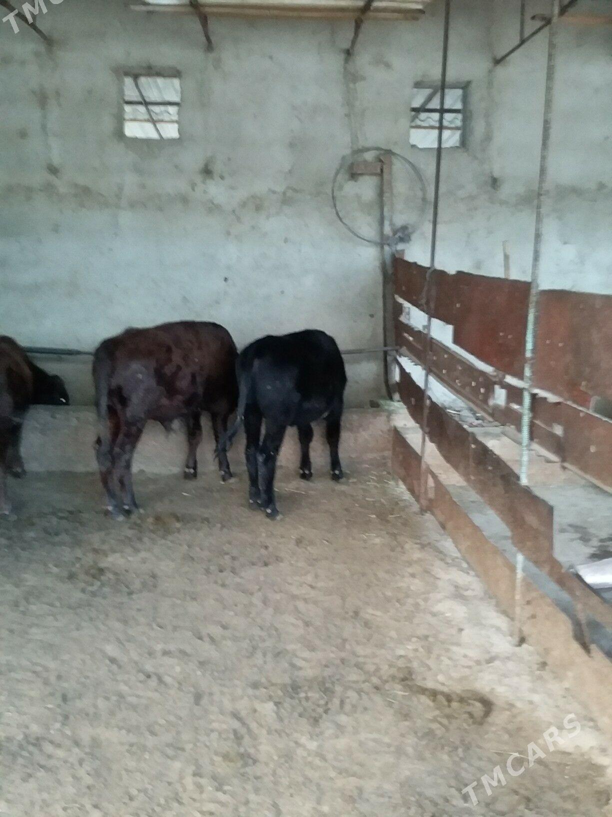 окиз  туве - Бахарден - img 4