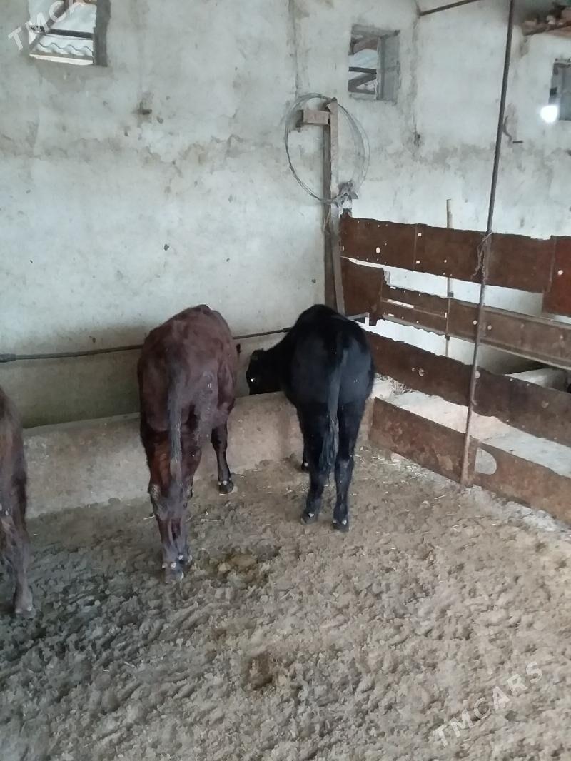 окиз  туве - Бахарден - img 3