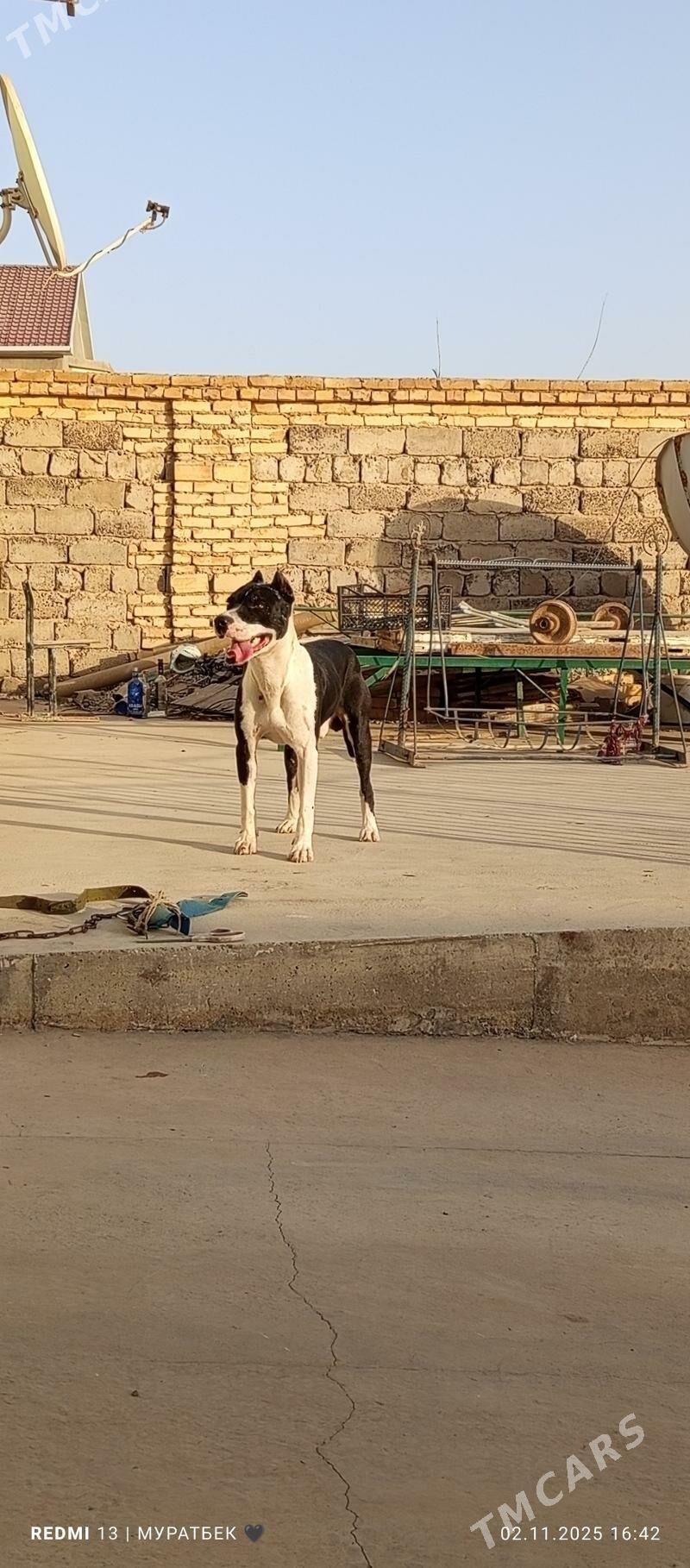 Питбуль - Туркменабат - img 2