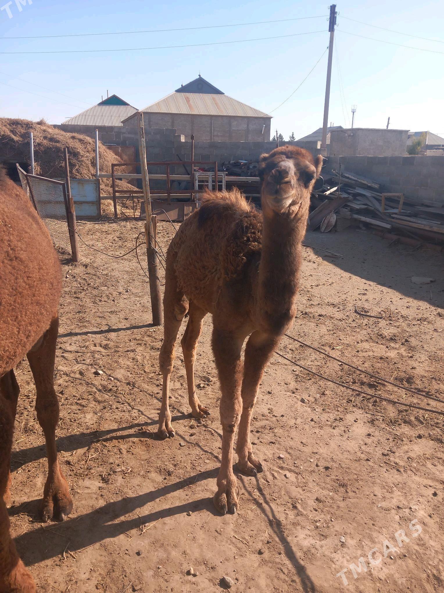 Duye - Gumdag - img 3