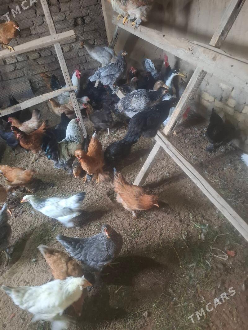 Towuk - Мары - img 5