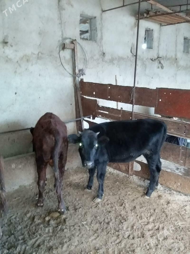 окиз  туве - Бахарден - img 2