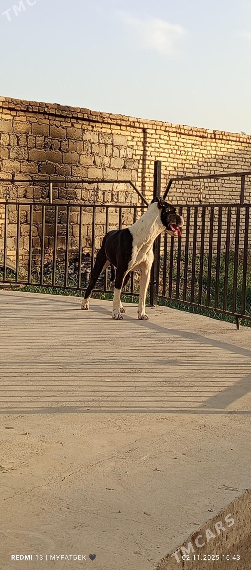 Питбуль - Туркменабат - img 1
