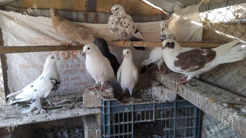 kepderi - Ýolöten - img 2