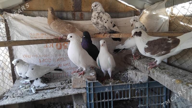 kepderi - Ýolöten - img 3