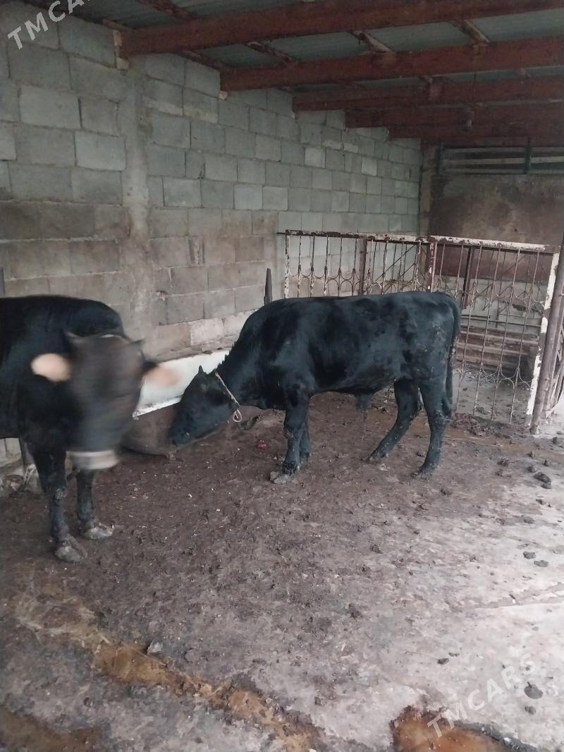 okuz - Шор дача - img 4