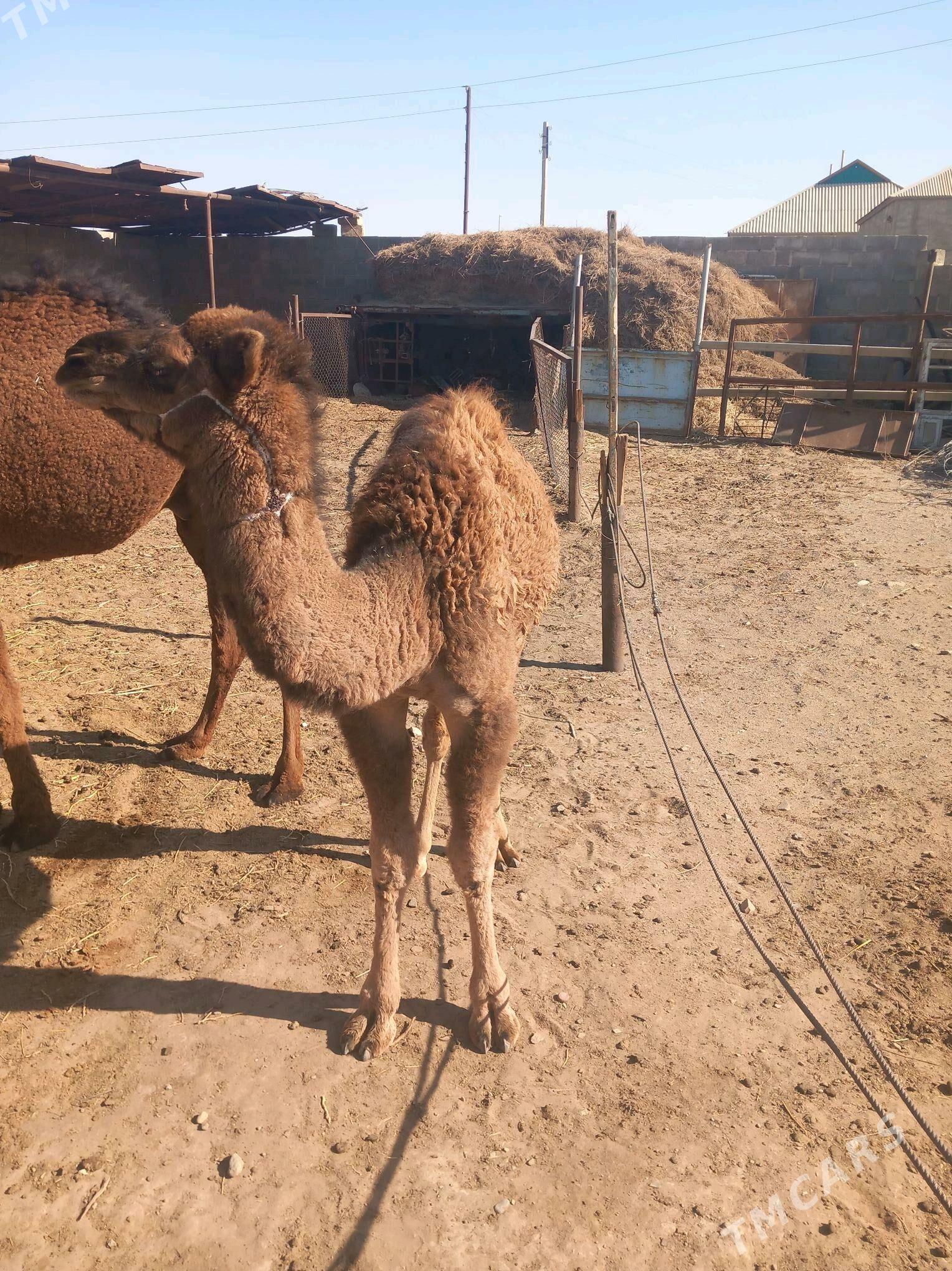 Duye - Gumdag - img 4