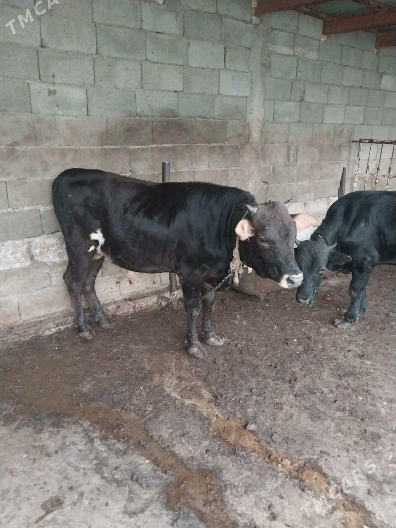 okuz - Шор дача - img 5