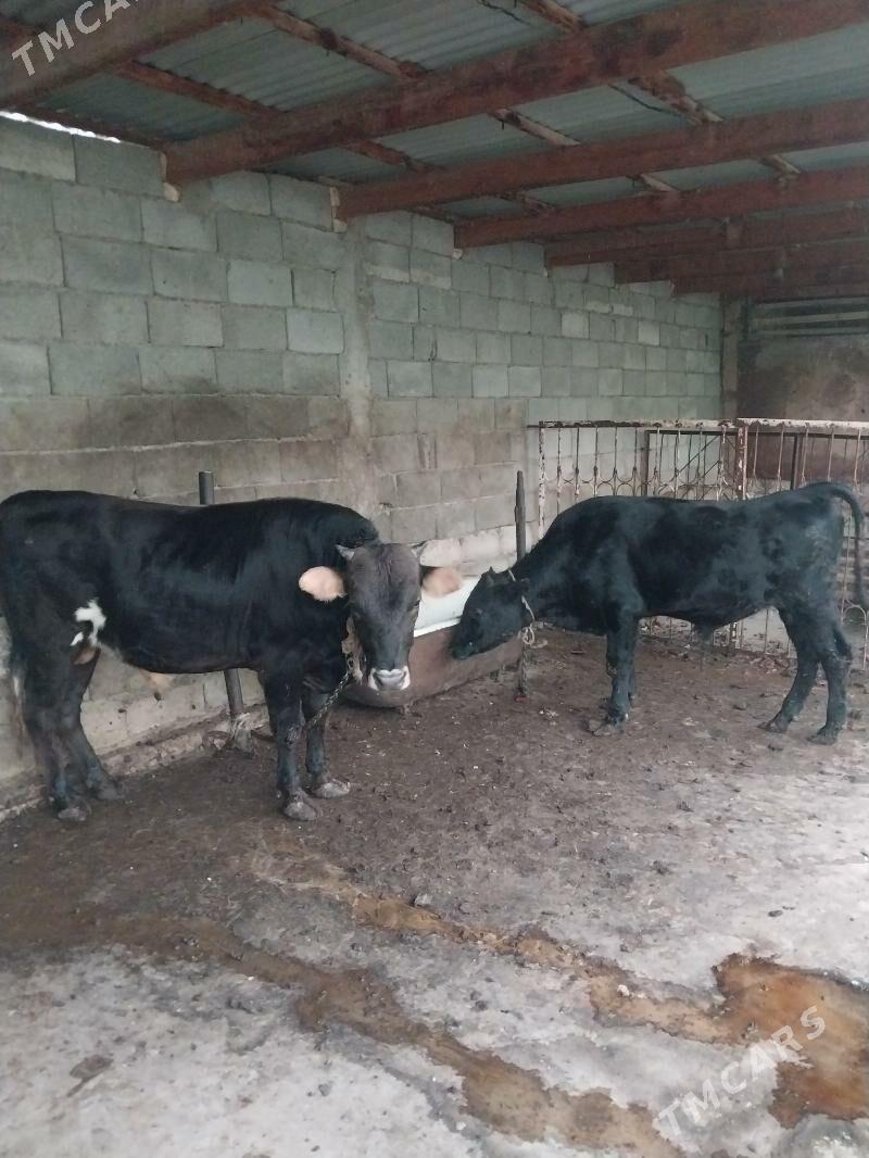 okuz - Шор дача - img 3