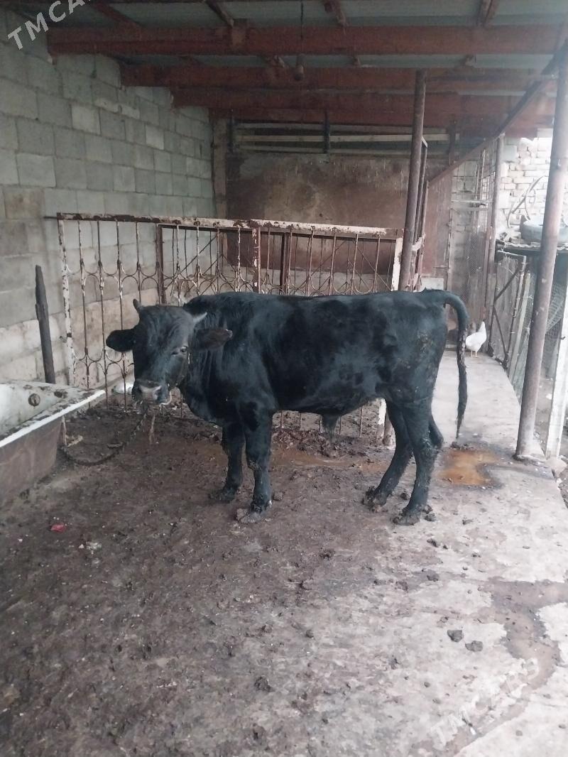 okuz - Шор дача - img 2