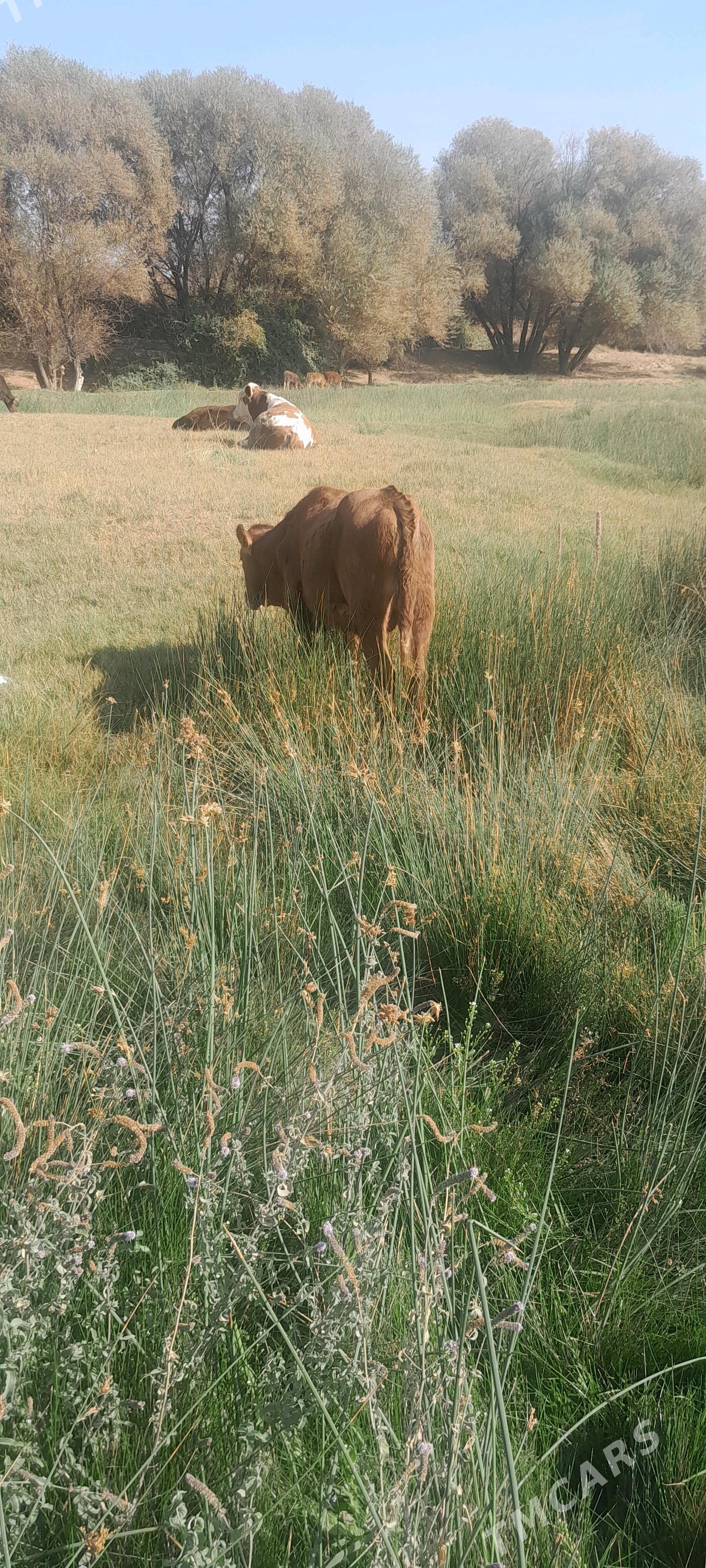 sygyr - Багир - img 2