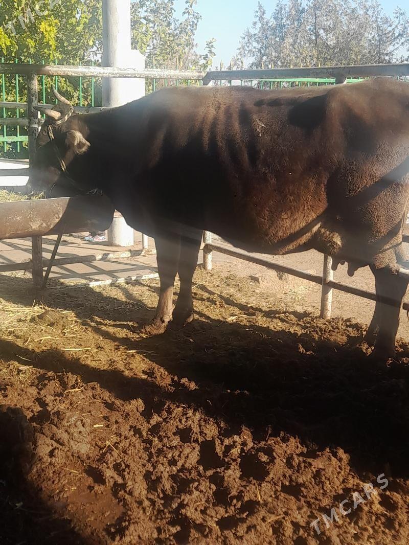 goliy siry - "Алтын Асыр" Гундогар базары ( Толкучка) - img 1