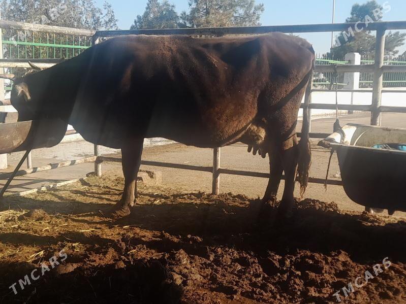 goliy siry - "Алтын Асыр" Гундогар базары ( Толкучка) - img 2