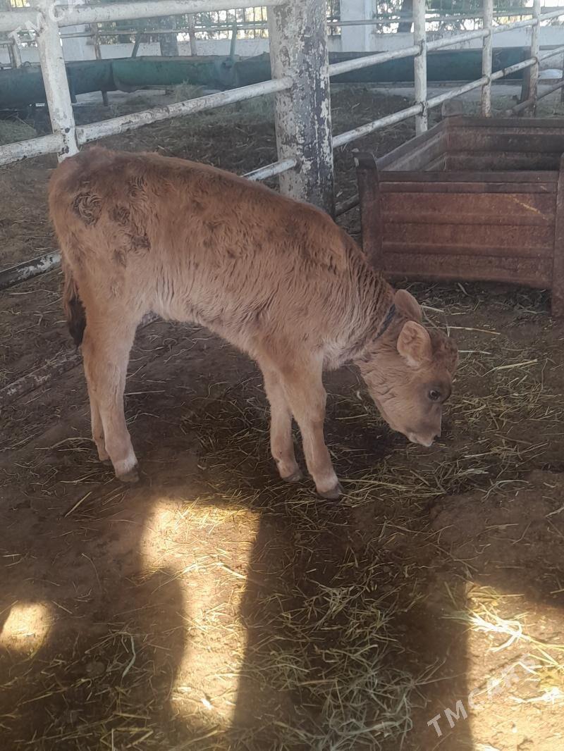 goliy siry - "Алтын Асыр" Гундогар базары ( Толкучка) - img 4