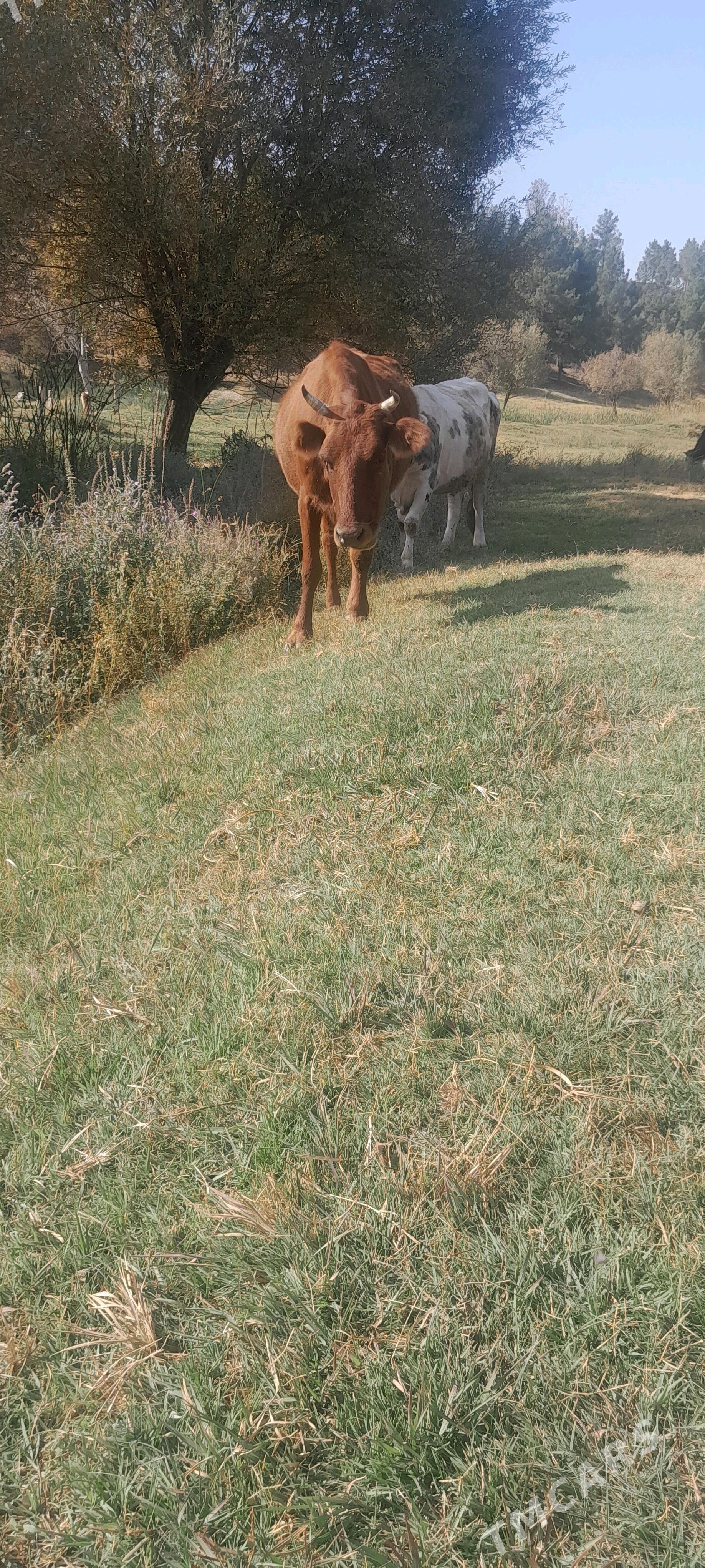 sygyr - Багир - img 3