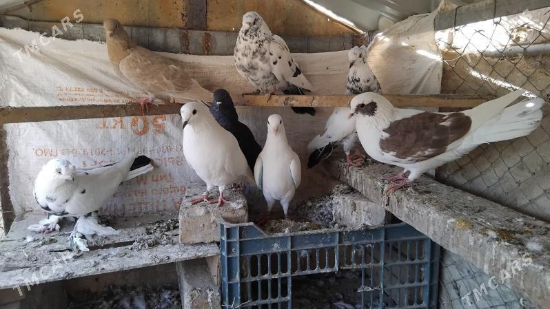 kepderi - Ýolöten - img 5