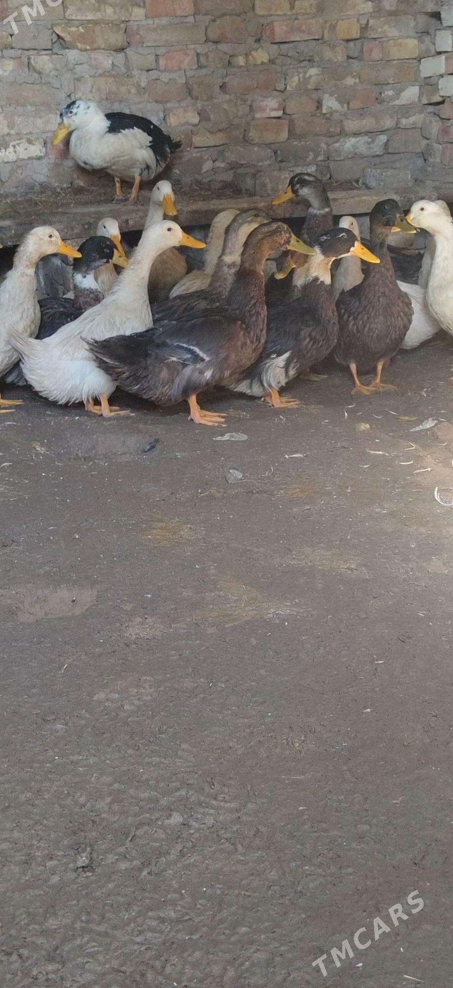 yaşyl baş - Mary - img 1