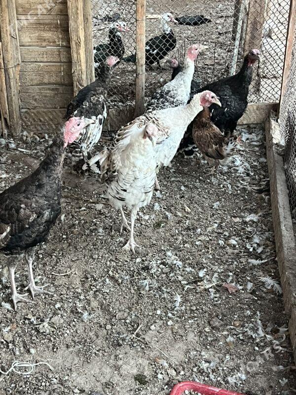 induk - Türkmenabat - img 4