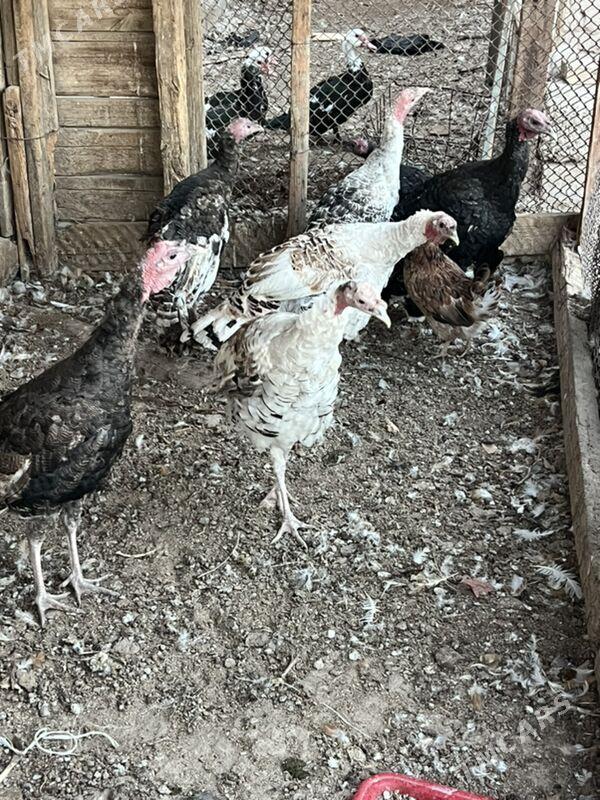 induk - Türkmenabat - img 5