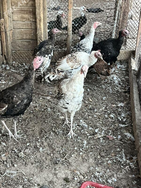 induk - Türkmenabat - img 6