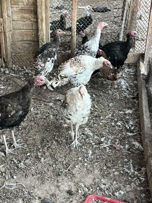 induk - Türkmenabat - img 3