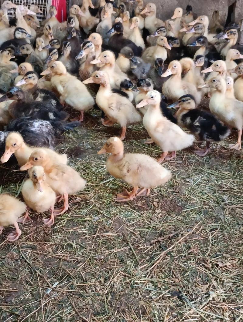 ýaşyl baş gak-gak ördek jüje - Baýramaly - img 4